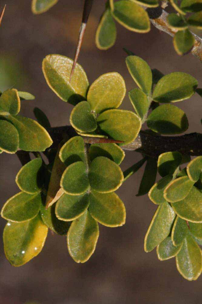           Pinnately compound leaf of  Feronia limonia       (Riverside, CA)   